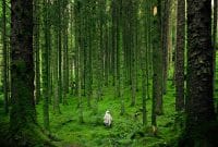 Nature by Pexels