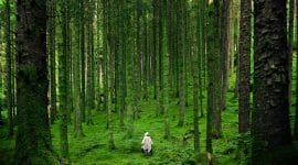 Nature by Pexels