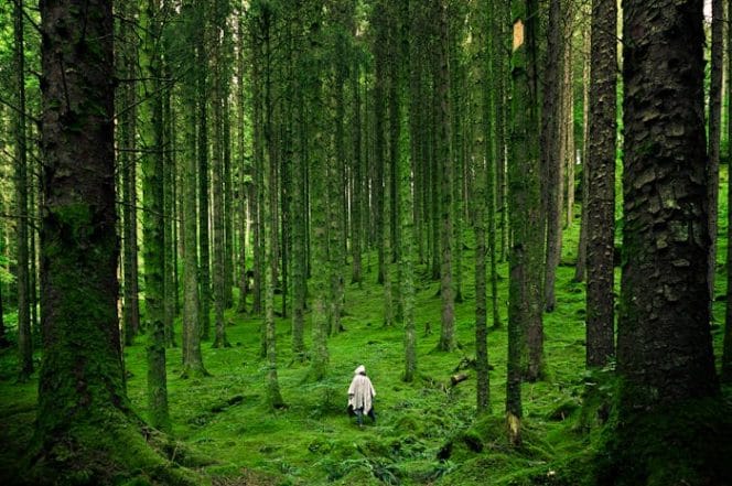 Nature by Pexels