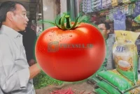 Ikustrasi, Sumber: Akun X @Jokowi dan Freepik
