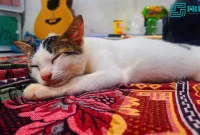 Ilustrasi "Ciri Kucing Domestik" (Sumber: Photo Deky/Tasya's Cat)