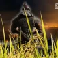 Gambar Mengambil Teladan Ilmu Padi Berdasarkan Kisah Jenderal Terbaik Umat Islam, Khalid bin Walid
