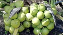 Gambar tangkapan layar akun Instagram tanaman_buahunggul