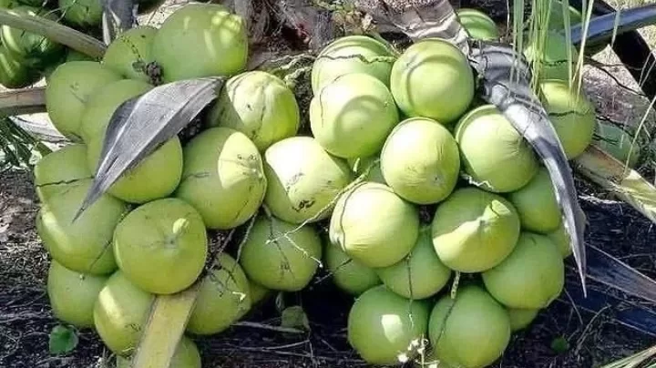 Gambar tangkapan layar akun Instagram tanaman_buahunggul