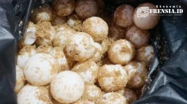 Gambar Telur Penyu Baik Untuk Kesehatan, Namun.. (Sumber: Berita Harian)