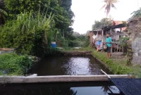 Peternak Nila Sedang Memberi Pakan