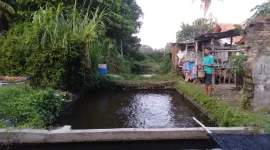Peternak Nila Sedang Memberi Pakan