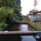 Peternak Nila Sedang Memberi Pakan