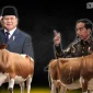 Gambar Hewan Kurban Prabowo Tak Sebanyak Presiden Jokowi (Sumber: Canva)
