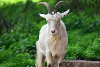 ilustrasi kambing yang disembelih Nabi Ibrahim (Sumber: Pixabay)