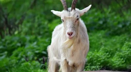 ilustrasi kambing yang disembelih Nabi Ibrahim (Sumber: Pixabay)