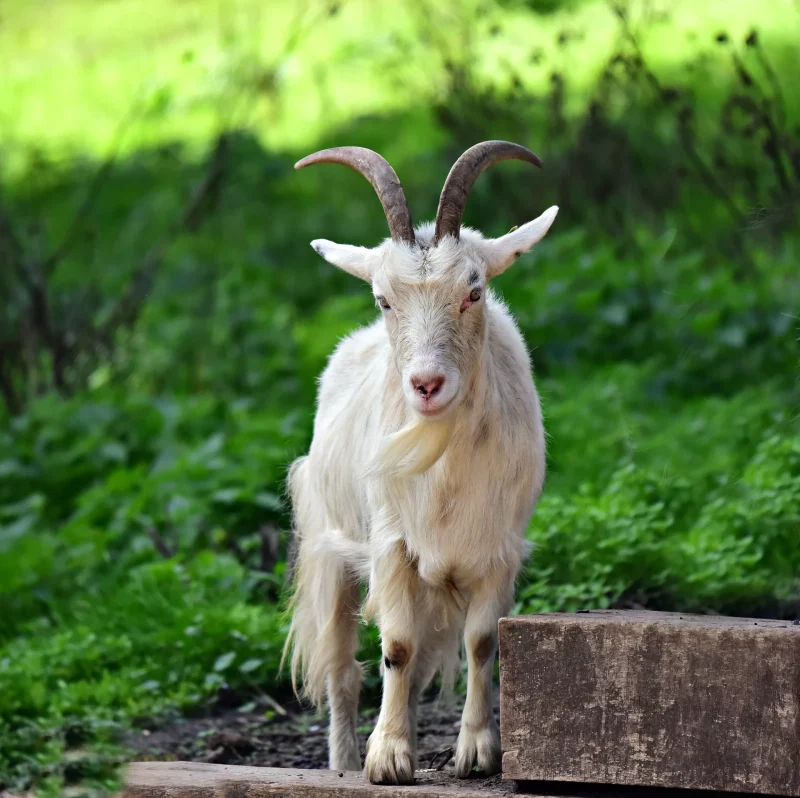 ilustrasi kambing yang disembelih Nabi Ibrahim (Sumber: Pixabay)