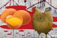 Gambar Ayam Atau Telur, Lahir Awal? Di Sulteng, Ada Yang Tewas Karena Tak Bisa Jawab (sumber: Canva)