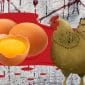 Gambar Ayam Atau Telur, Lahir Awal? Di Sulteng, Ada Yang Tewas Karena Tak Bisa Jawab (sumber: Canva)