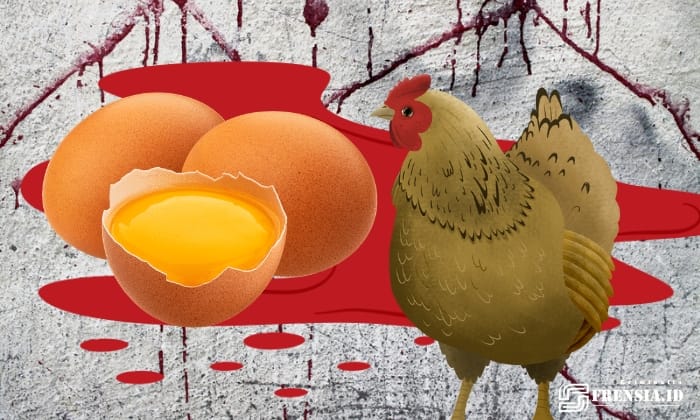 Gambar Ayam Atau Telur, Lahir Awal? Di Sulteng, Ada Yang Tewas Karena Tak Bisa Jawab (sumber: Canva)