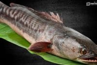 Gambar Ikan Gabus, Hebat Dalam Melawan Penyakit Diabetes (Ilustrasi/Istimewa)