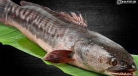 Gambar Ikan Gabus, Hebat Dalam Melawan Penyakit Diabetes (Ilustrasi/Istimewa)