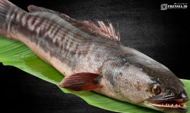 Gambar Ikan Gabus, Hebat Dalam Melawan Penyakit Diabetes (Ilustrasi/Istimewa)