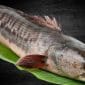 Gambar Ikan Gabus, Hebat Dalam Melawan Penyakit Diabetes (Ilustrasi/Istimewa)