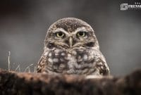 Gambar Kolaborasi Akademisi dan Perkebunan di Aceh, Rekomendasikan Burung Hantu Guna Usir Hama Tikus (Sumber: Canva)