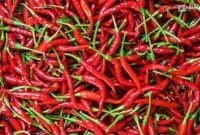Gambar Masuk Bulan Juli 2024, Harga Cabai Rawit Merah Melonjak (Sumber: Canva)