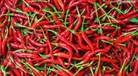 Gambar Masuk Bulan Juli 2024, Harga Cabai Rawit Merah Melonjak (Sumber: Canva)