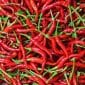 Gambar Masuk Bulan Juli 2024, Harga Cabai Rawit Merah Melonjak (Sumber: Canva)