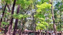 Gambar Sisi Eksotis Rest Area Jubung Jember, Tetap Menarik dan Menenangkan (Sumber: Istimewa/Mashur Imam)