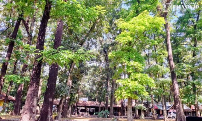 Gambar Sisi Eksotis Rest Area Jubung Jember, Tetap Menarik dan Menenangkan (Sumber: Istimewa/Mashur Imam)
