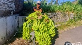 Gambar Rudianto, Pengepul Pisang Sumber Anyar Mlandingan, Situbondo