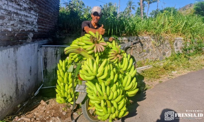 Gambar Rudianto, Pengepul Pisang Sumber Anyar Mlandingan, Situbondo