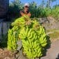 Gambar Rudianto, Pengepul Pisang Sumber Anyar Mlandingan, Situbondo