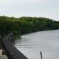 Gambar Pelindung Garis Pantai Situbondo, Terbanyak Adalah Mangrove (Sumber: Mangrove Pantai Blekok)