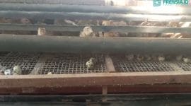 foto budidaya burung puyuh Alfin Wahid