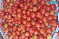 Gambar Harga Tomat Sempat Menggiurkan Sebelum Anjlok, Petani Berkeluh Kesah (Sumber/Istimewa/Prastyo)