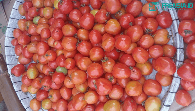 Gambar Harga Tomat Sempat Menggiurkan Sebelum Anjlok, Petani Berkeluh Kesah (Sumber/Istimewa/Prastyo)