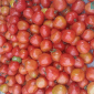 Gambar Harga Tomat Sempat Menggiurkan Sebelum Anjlok, Petani Berkeluh Kesah (Sumber/Istimewa/Prastyo)