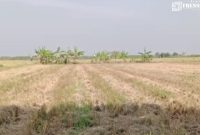 Gambar Klarifikasi Kades Manyar-Lamongan, Kasus Panen dan Jual Padi Tanpa Izin Telah Selesai, Pemiliki Dapat Uang Ganti Rugi (Sumber: Istimewa)