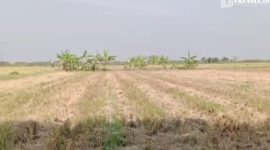 Gambar Klarifikasi Kades Manyar-Lamongan, Kasus Panen dan Jual Padi Tanpa Izin Telah Selesai, Pemiliki Dapat Uang Ganti Rugi (Sumber: Istimewa)