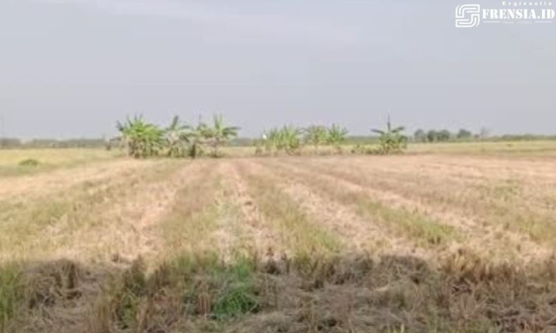 Gambar Klarifikasi Kades Manyar-Lamongan, Kasus Panen dan Jual Padi Tanpa Izin Telah Selesai, Pemiliki Dapat Uang Ganti Rugi (Sumber: Istimewa)
