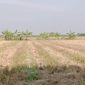 Gambar Klarifikasi Kades Manyar-Lamongan, Kasus Panen dan Jual Padi Tanpa Izin Telah Selesai, Pemiliki Dapat Uang Ganti Rugi (Sumber: Istimewa)