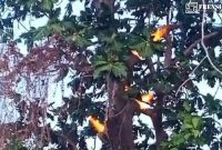 Gambar Pohon Sukun Mengeluarkan Api Di Sumenep, Madura Pulau Avatar (Sumber: @madura.receh)
