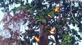 Gambar Pohon Sukun Mengeluarkan Api Di Sumenep, Madura Pulau Avatar (Sumber: @madura.receh)
