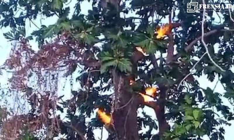 Gambar Pohon Sukun Mengeluarkan Api Di Sumenep, Madura Pulau Avatar (Sumber: @madura.receh)