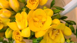 Gambar Bunga Freesia (Sumber:Canva)