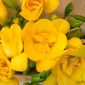 Gambar Bunga Freesia (Sumber:Canva)