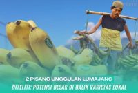 Gambar Diteliti: Potensi Besar di Balik Varietas Lokal (Sumber: Grafis/Frensia)