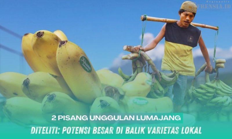 Gambar Diteliti: Potensi Besar di Balik Varietas Lokal (Sumber: Grafis/Frensia)