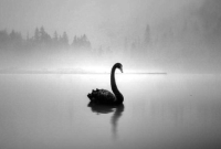 Black Swan - Nassim Nicholas Taleb