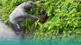 Miris! Seorang Bayi Laki-Laki Ditemukan Ditepi Sawah, Begini Kronologinya (Sumber foto: Sigit/Frensia.Id)